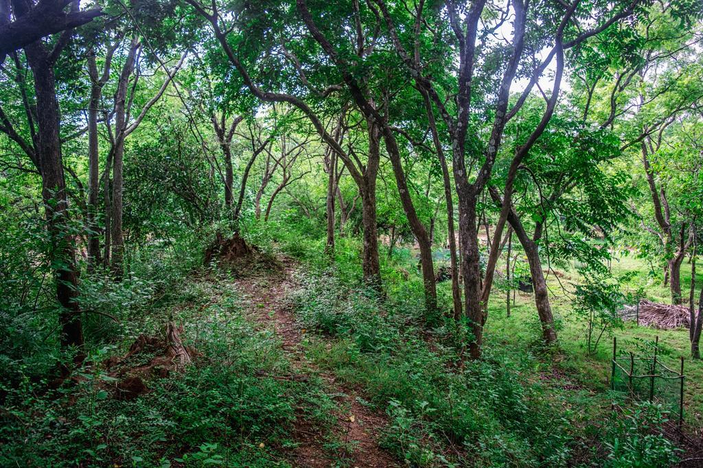 Wildescape Polonnaruwa Cidade Antiga de Polonnaruva Exterior foto